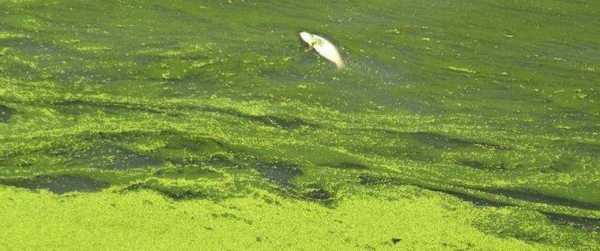 蓝藻钓鱼效果怎么样，蓝藻药水对鱼的影响！-图3