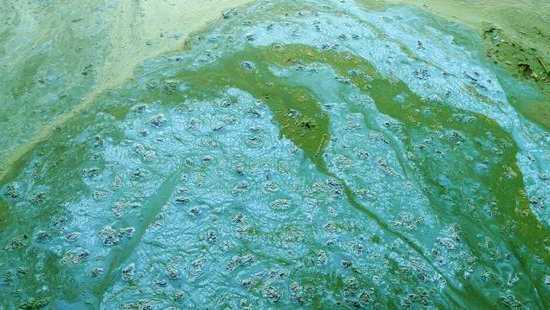 蓝藻钓鱼效果怎么样，蓝藻药水对鱼的影响！-图1