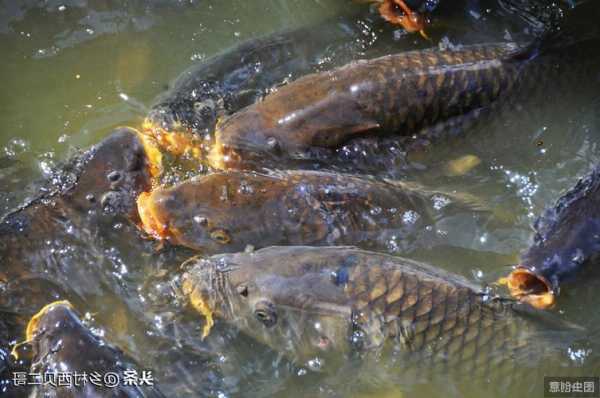 淡水室内钓鱼怎么样，室内淡水鱼养殖技术！-图3