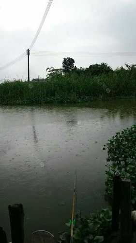 平湖雨天钓鱼怎么样，平湖大雨？-图3