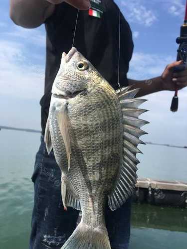 海边钓鱼怎么样保鲜？海钓的鱼怎么保鲜？-图2