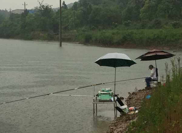 谷雨降温钓鱼怎么样？谷雨下雨天钓深还是钓浅？-图3