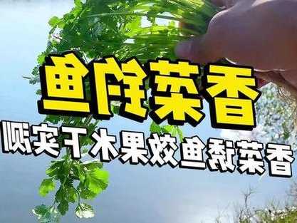 青菜钓鱼怎么样挂钩，青菜能钓什么鱼？-图1