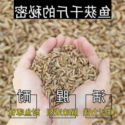 钓鱼用活虫怎么样，活虫鱼饵！-图3