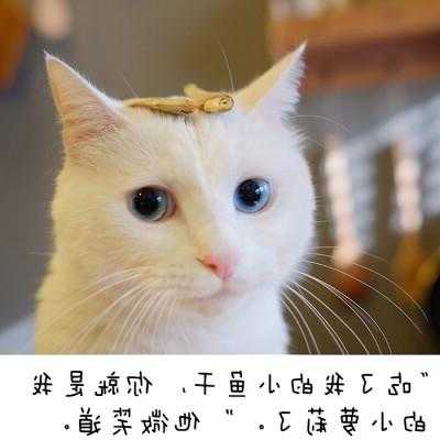 猫大人怎么样钓鱼，猫大人在哪-图2