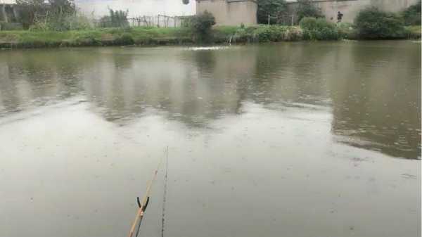 鱼塘下雨钓鱼怎么样，鱼塘下雨钓鱼怎么样好钓？-图2