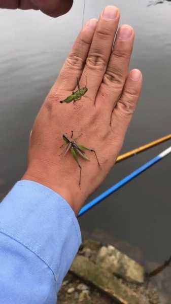 昆虫钓鱼效果怎么样，昆虫钓鱼效果怎么样视频-图1