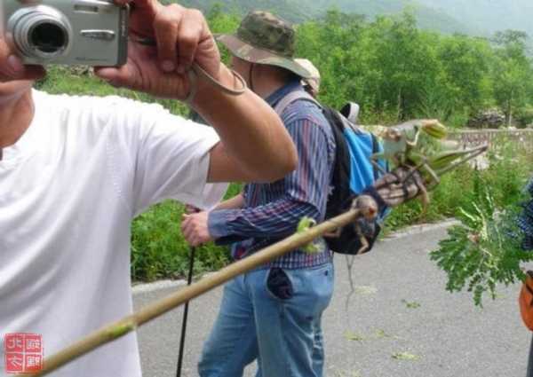 钓鱼用蝈蝈怎么样，怎么钓蝈蝈技巧！-图3