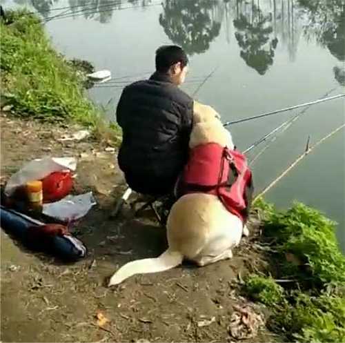带狗水库钓鱼怎么样，带狗去钓鱼-图1
