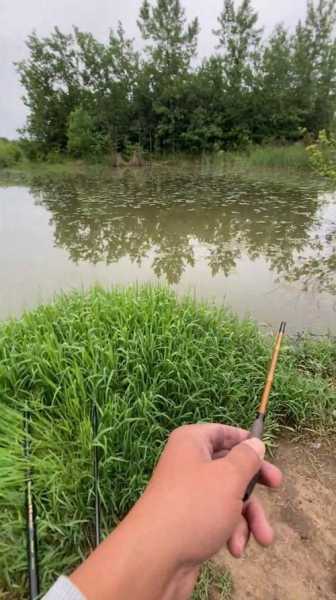 水草边钓鱼怎么样，水草边钓鱼怎么样才能钓到-图3