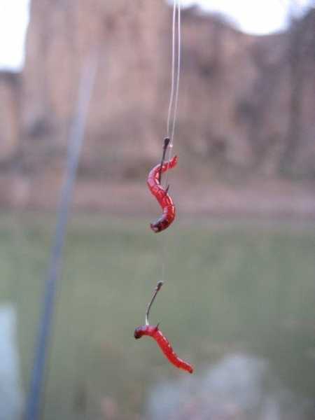 珠海红虫钓鱼怎么样，红虫钓鱼视频教程！-图1