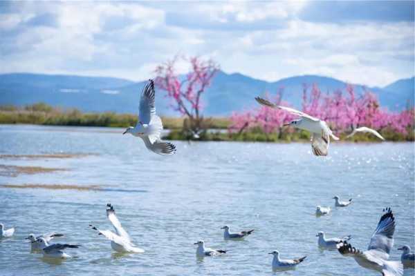 候鸟球场钓鱼怎么样，候鸟湾俱乐部旅游线路！-图2