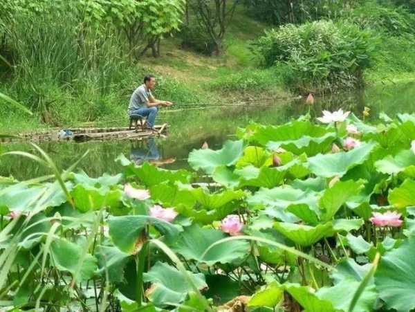 荷塘钓鱼场怎么样，荷塘水库-图2