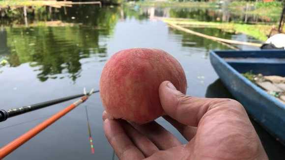 桃子饵料钓鱼怎么样，桃子钓场？-图2