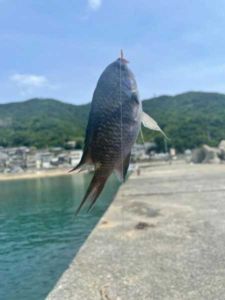 日本钓鱼高手怎么样，日本钓鱼技术！-图1