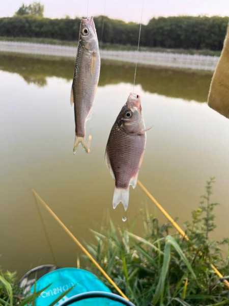 西林大桥钓鱼怎么样？西林水库钓鱼？-图1