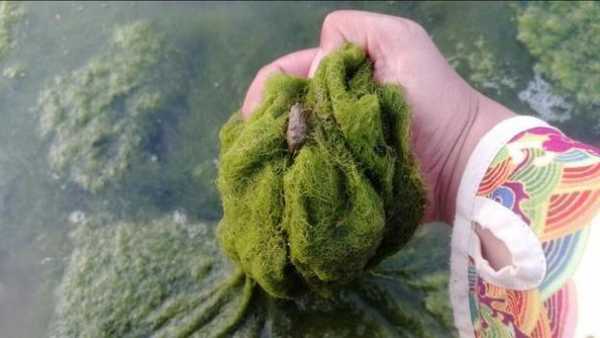 水苔怎么样钓鱼？水苔怎么样钓鱼最好？-图1