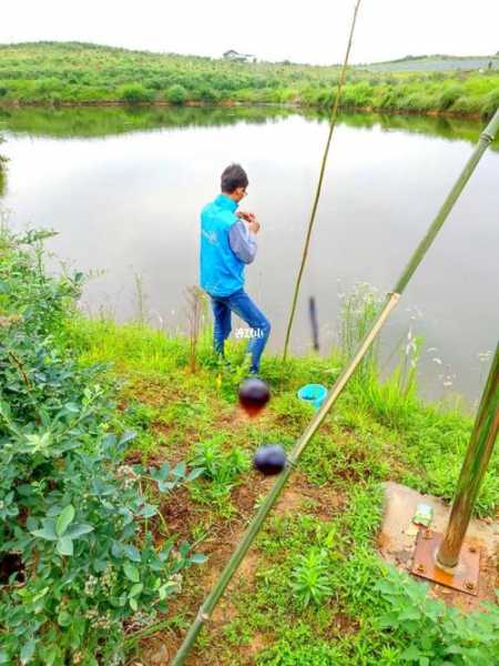 蓝莓小麦钓鱼怎么样？蓝莓钓鱼怎么挂钩图解？-图2