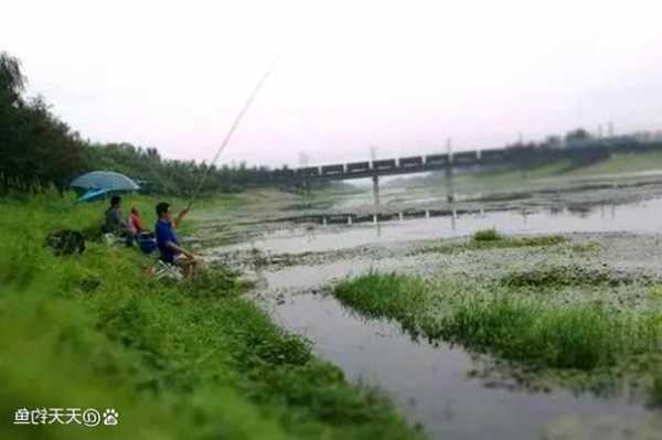 深秋下雨钓鱼怎么样，深秋下小雨钓鱼钓边还是钓深水！-图3