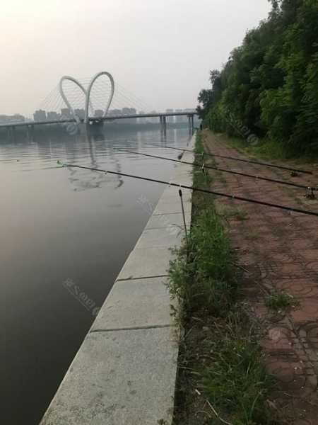 浑河桥钓鱼怎么样，浑河野钓？-图3