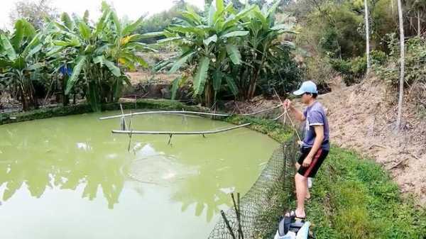 竹子河钓鱼怎么样，竹子钓鱼竿钓鱼视频-图2