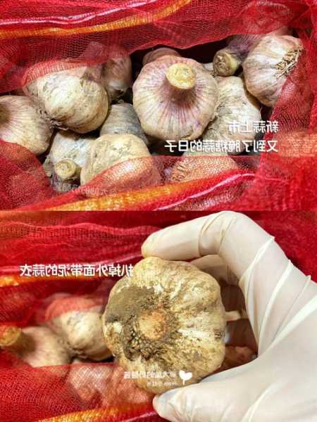 糖醋蒜钓鱼怎么样，用糖蒜钓鱼的效果好吗？-图3