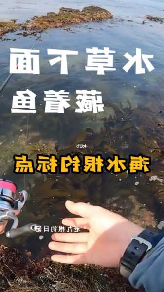 怎么样用海草钓鱼，怎么样用海草钓鱼视频！-图1